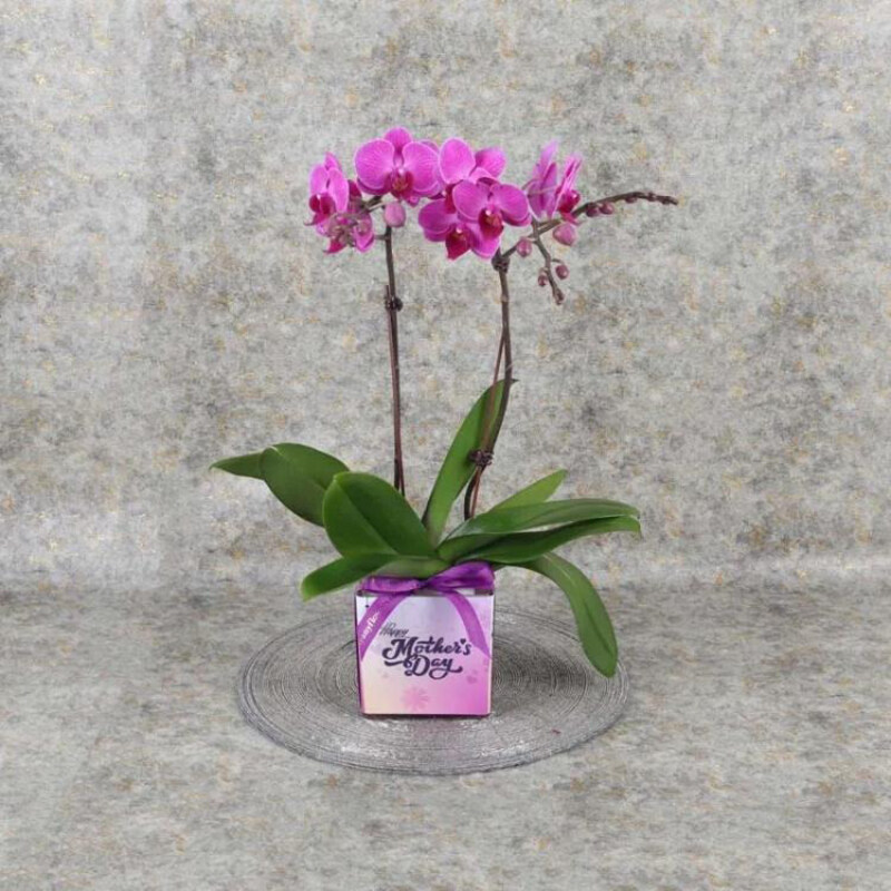 

Generic Mothers Day 2 Stem Mini Orchid Plant, Purple