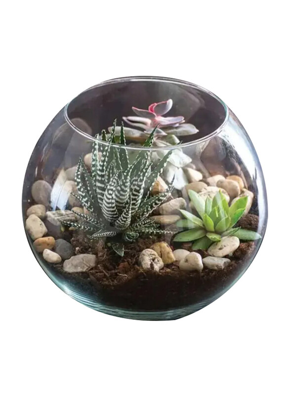 

Generic Haworthia & Echeveria Plant in Fish Bowl, Green