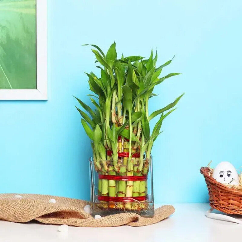 

Generic 3 Layer Lucky Bamboo Plant in Square Vase, Green