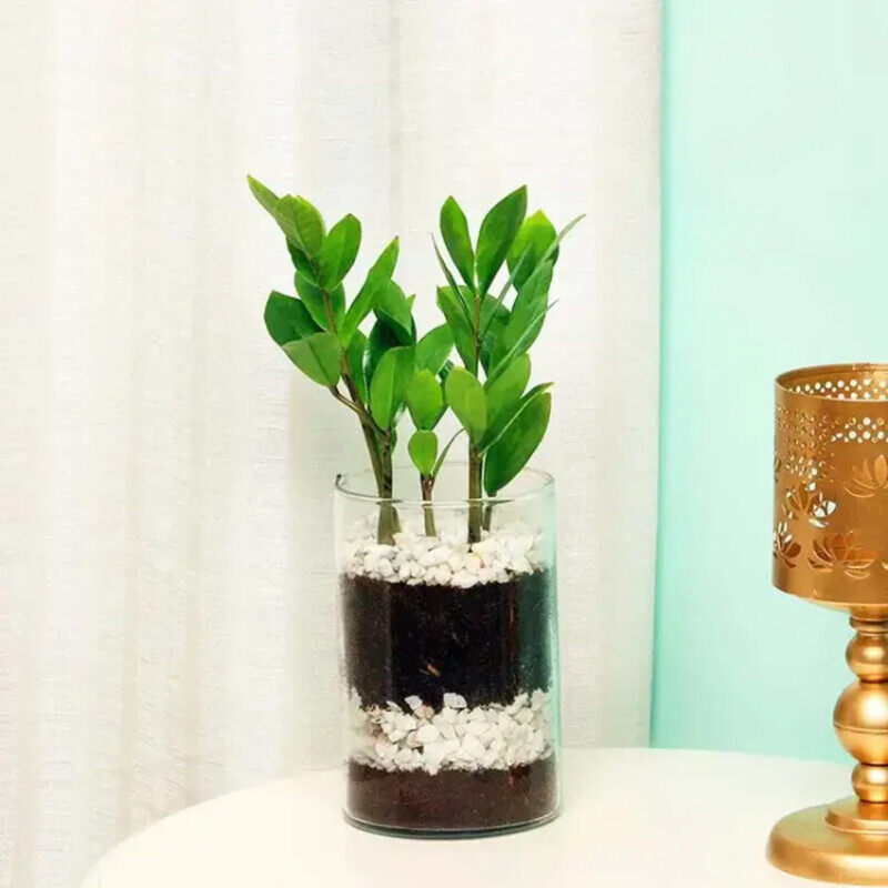

Generic Zamia Plant in Cylinder Vase, Green