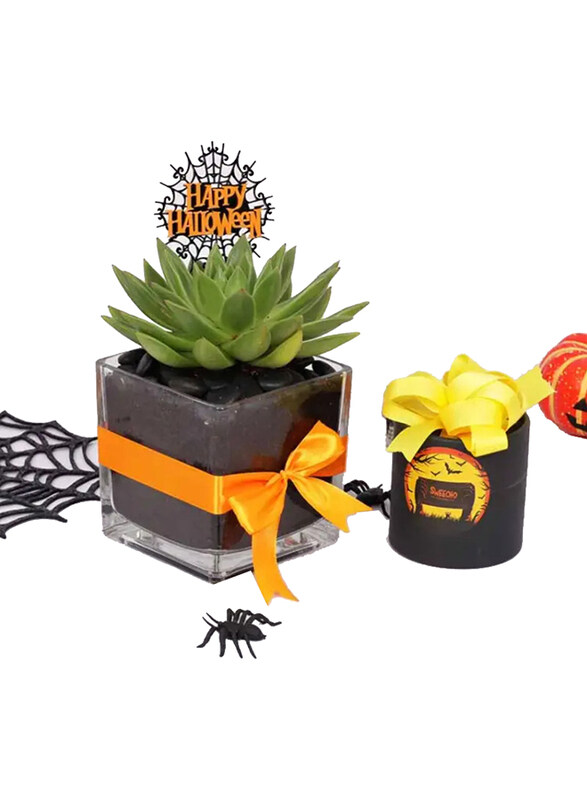 

Generic Halloween Echeveria Plant & Sweecho Chocolate Box, Green