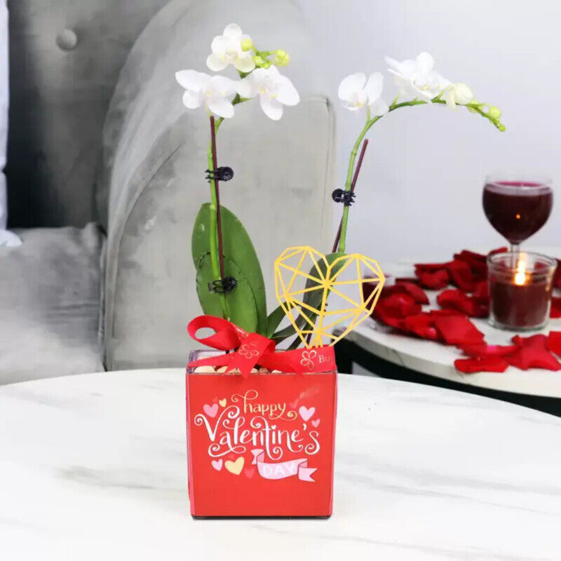 

Generic Valentine 2 Stem Mini Orchid Plant, White