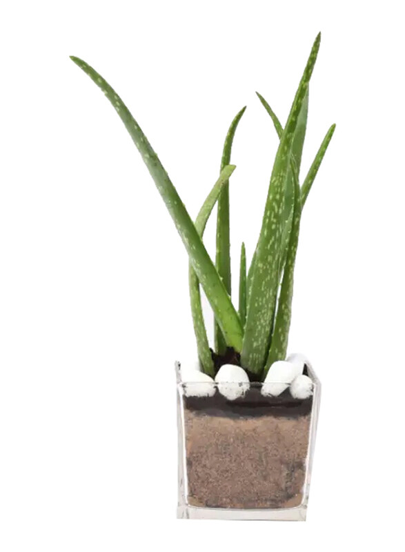 

Generic Aloe Vera Plant in Glass Vase, Green