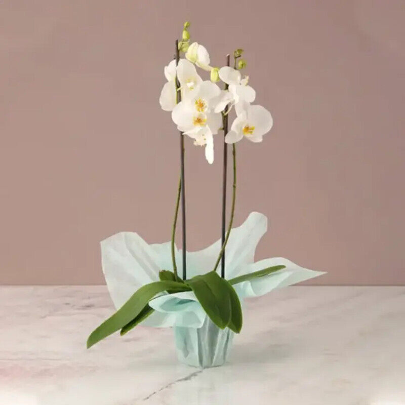 

Generic 2 Stem Orchid Plant with Green Wrapping, White