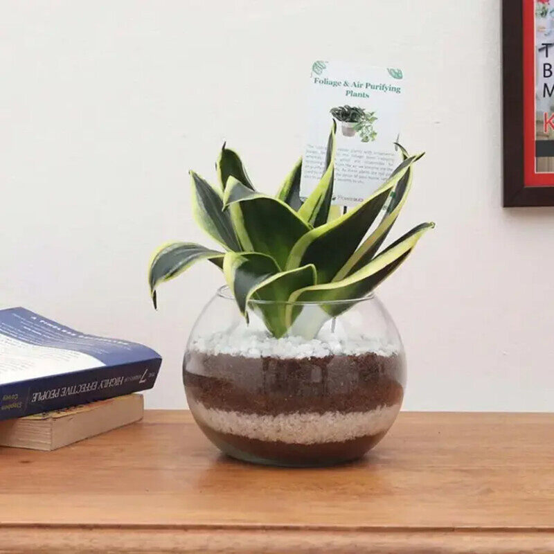 

Generic Sansevieria in Fish Bowl, Green