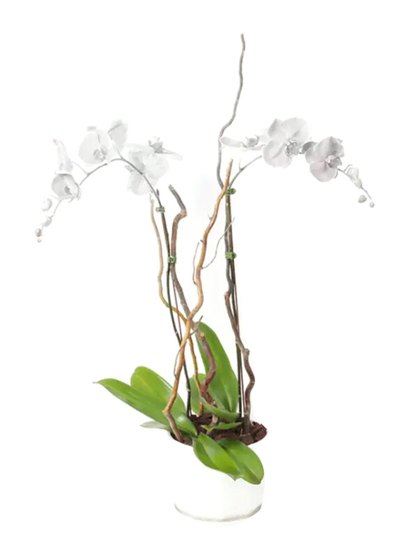 

Generic Double Stem Orchid Plant in Pot, White