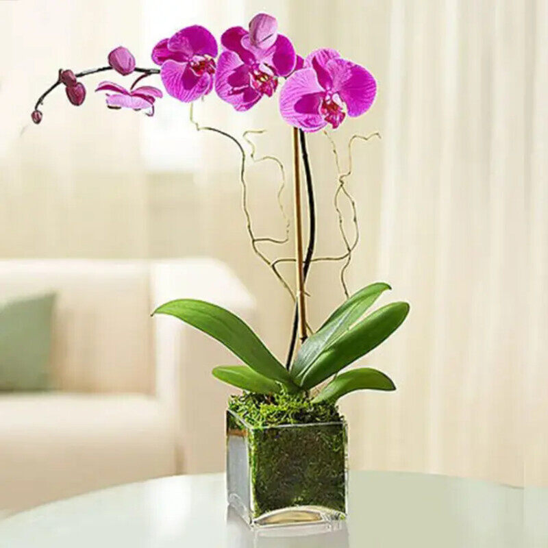 

Generic Orchid Plant in Square Vase, Purple