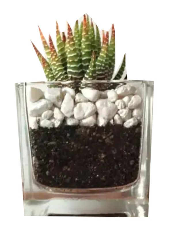 

Generic Haworthia Plant in Square Glass Vase, Green