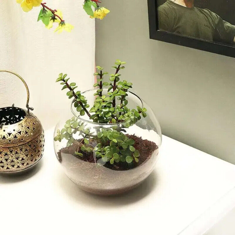 

Generic Jade Plant in Fish Bowl, Green