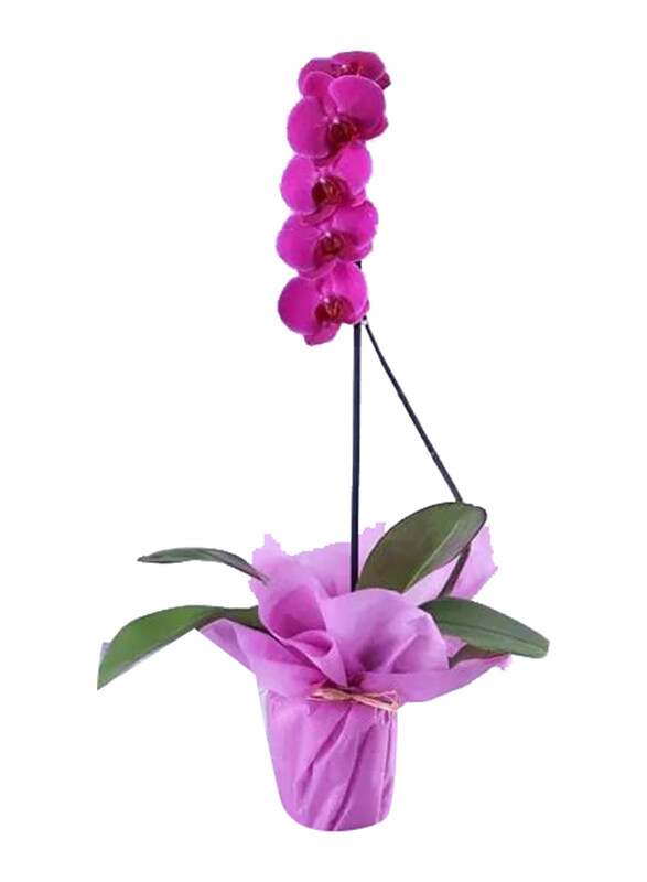 

Generic Orchid Plant in Wrapping, Purple