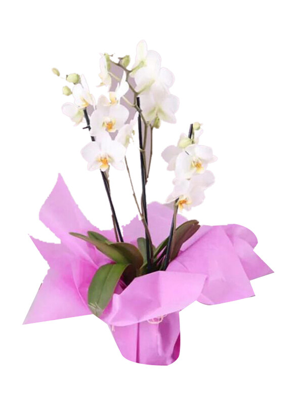 

Generic 3 Stem Orchid Plant with Pink Wrapping, White