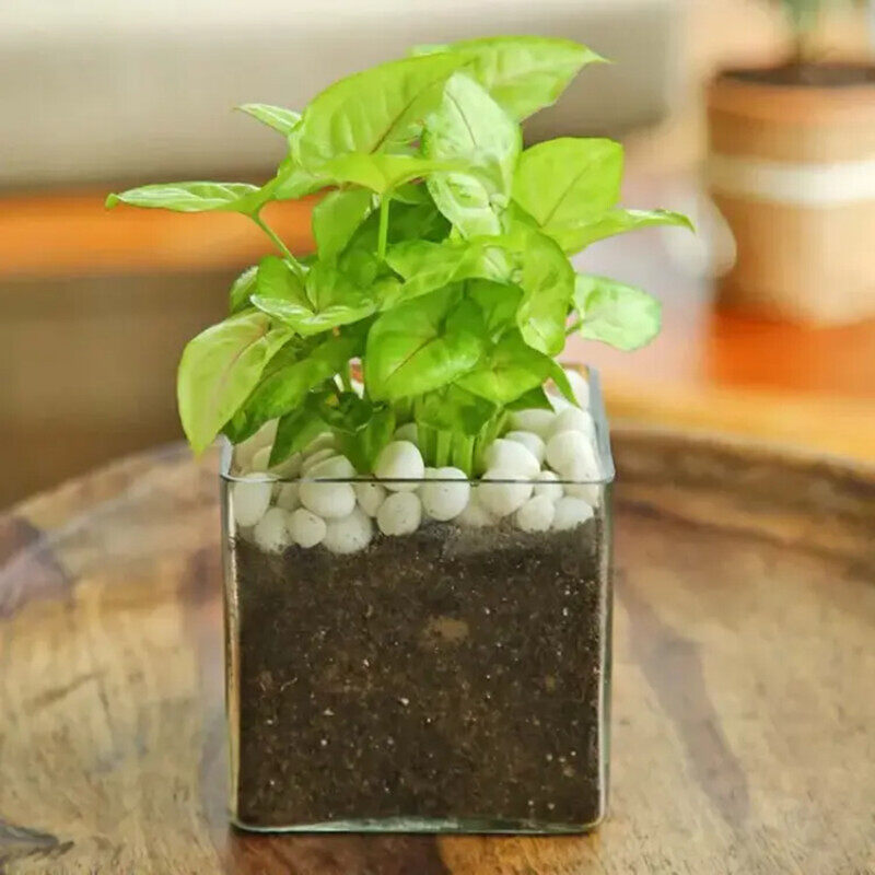 

Generic Syngonium Plant in Square Vase, Green