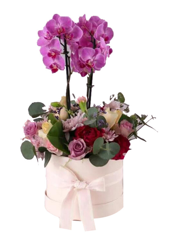 

Generic Beauty Plants & Flowers in Box, Multicolour