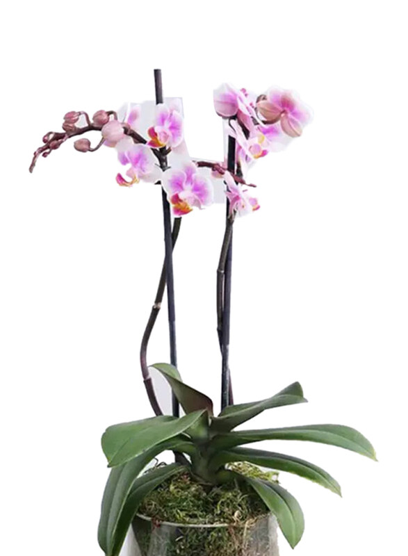 

Generic 2 Stem Mini Orchid Plant in Cylinder Vase, Purple