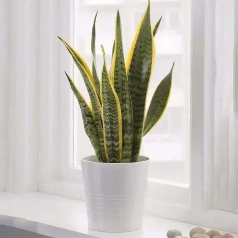 

Generic Sansevieria in Pot, Green