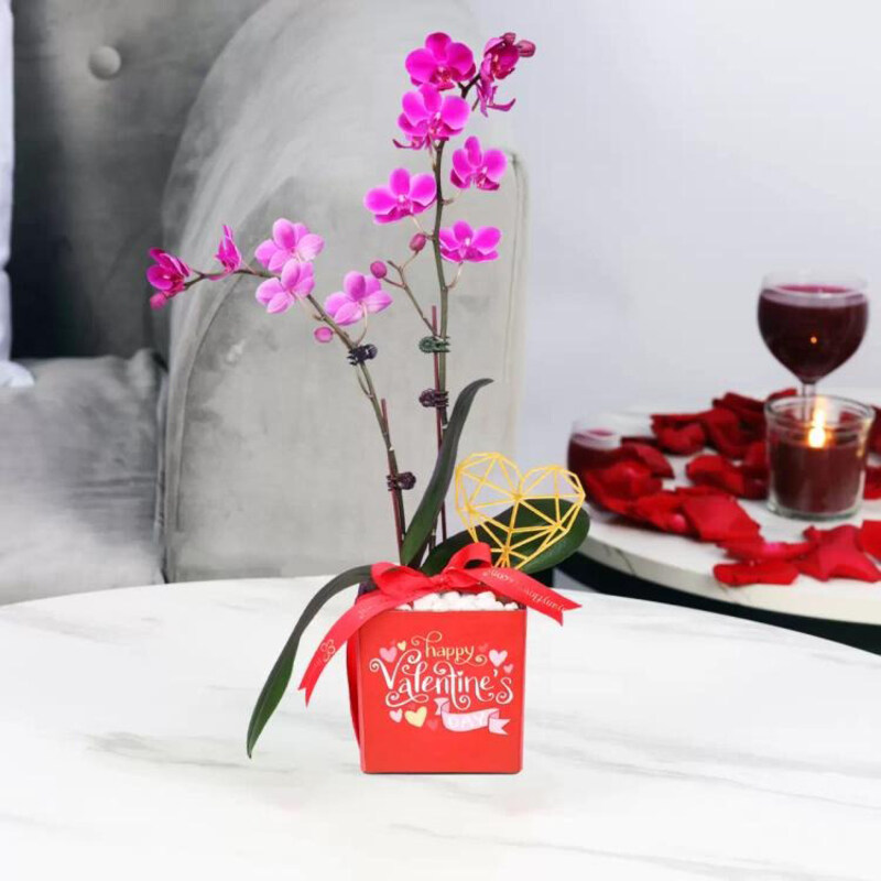 

Generic Valentine 2 Stem Mini Orchid Plant, Purple