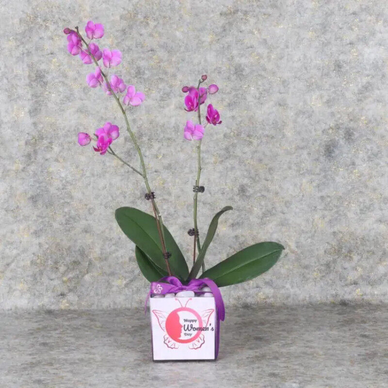 

Generic Womens Day 2 Stem Mini Orchid Plant, Purple