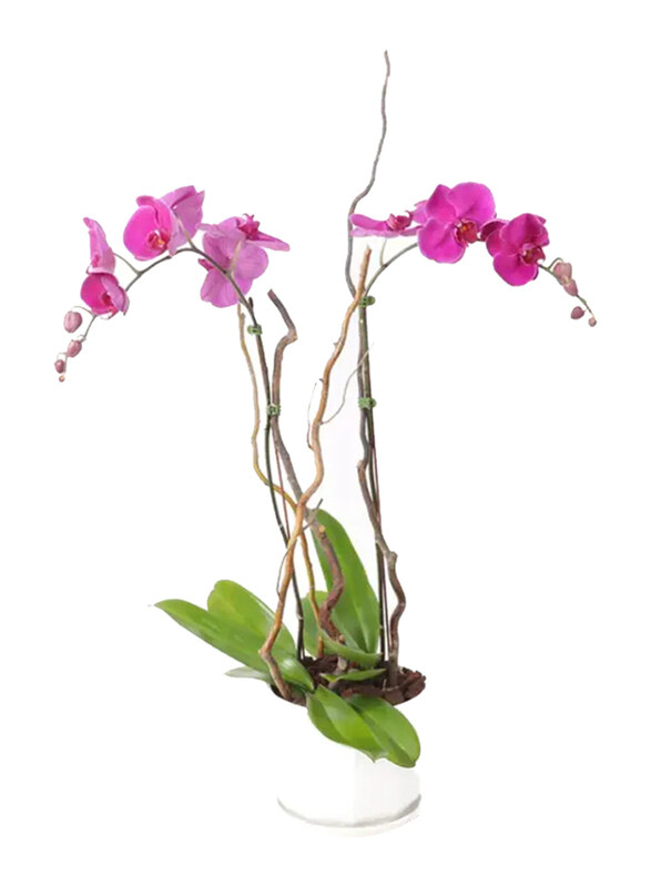 

Generic Double Stem Orchid Plant in Pot, Purple/Green