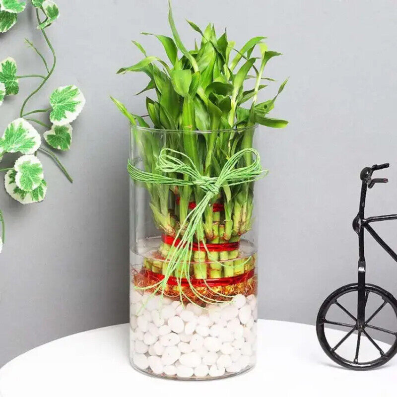 

Generic 3 Layer Lucky Bamboo in Cylinder Vase, Green
