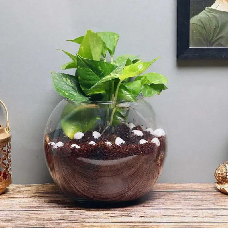

Generic Money Plant in Fish Bowl, Green