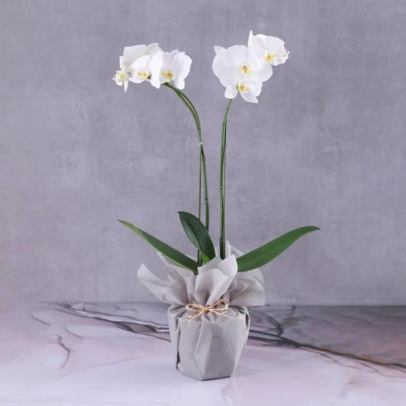 

Generic 2 Stem Orchid Plant in Grey Wrapping, White