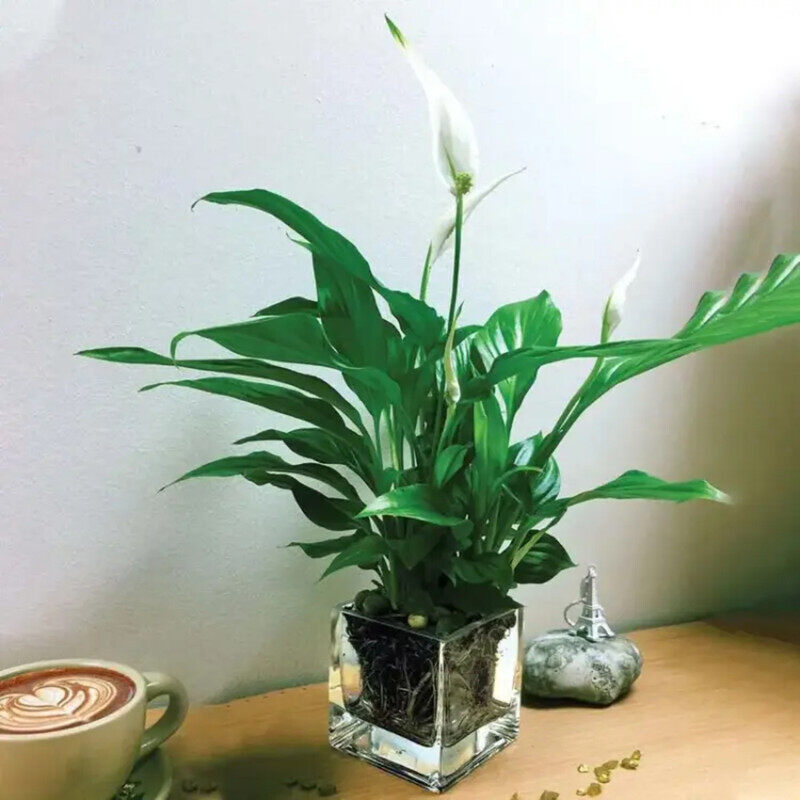 

Generic Peace Lily Plant in Square Vase, Green