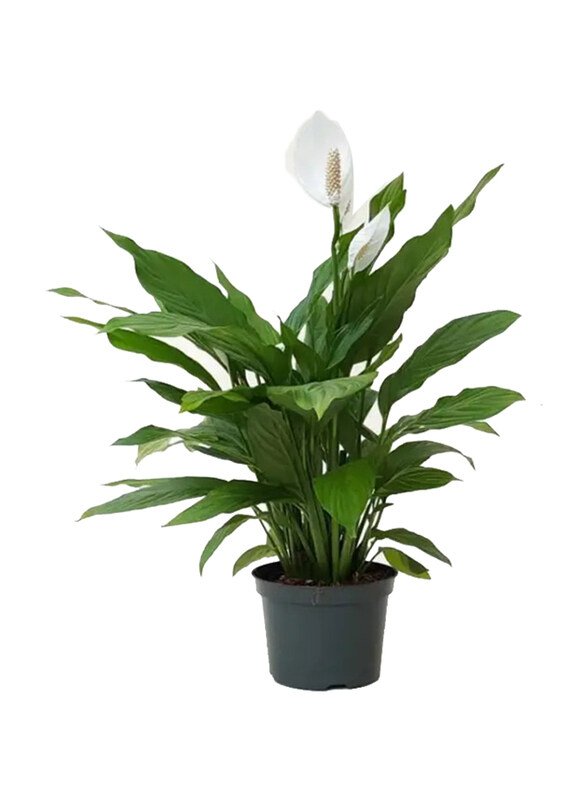 

Generic Peace Lily Plant, Green
