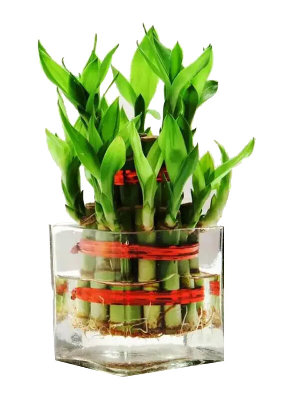 

Generic 2 Layer Lucky Bamboo in Glass Vase, Green