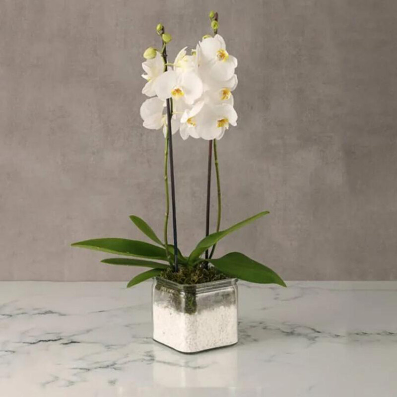 

Generic 2 Stem Orchid Plant in Square Vase, White
