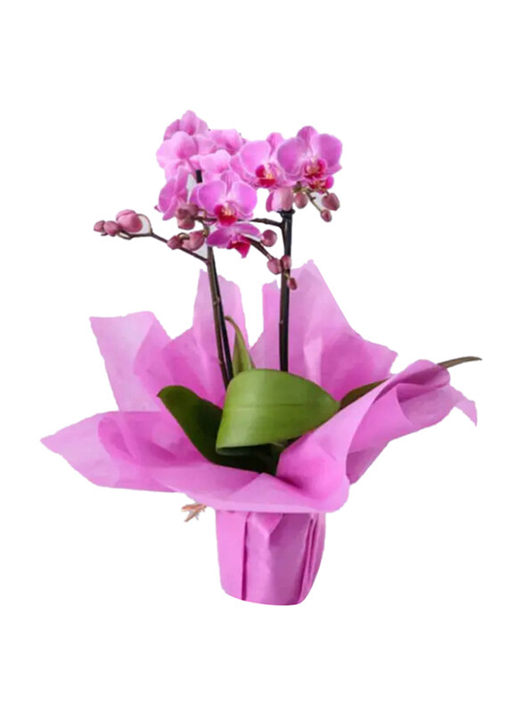 

Generic 2 Stem Mini Orchid Plant in Wrapping, Purple