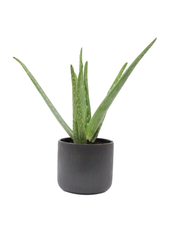 

Generic Aloe Vera Plant in Black Pot, Green