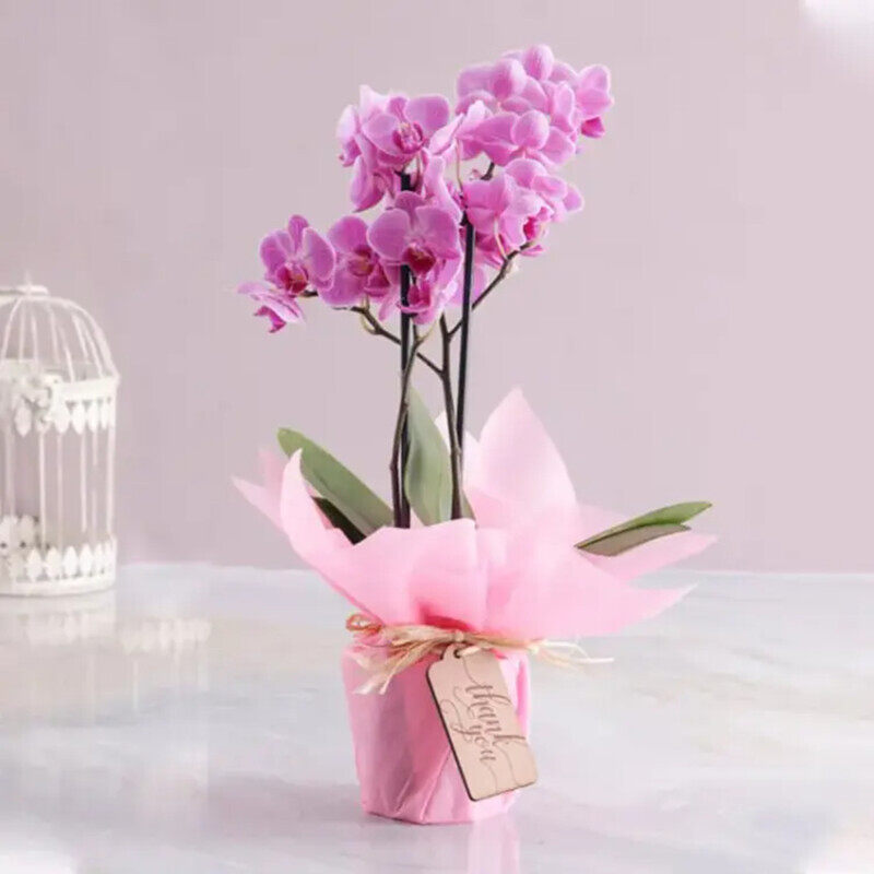 

Generic 2 Stem Mini Orchid Plant in Pink Wrapping, Purple