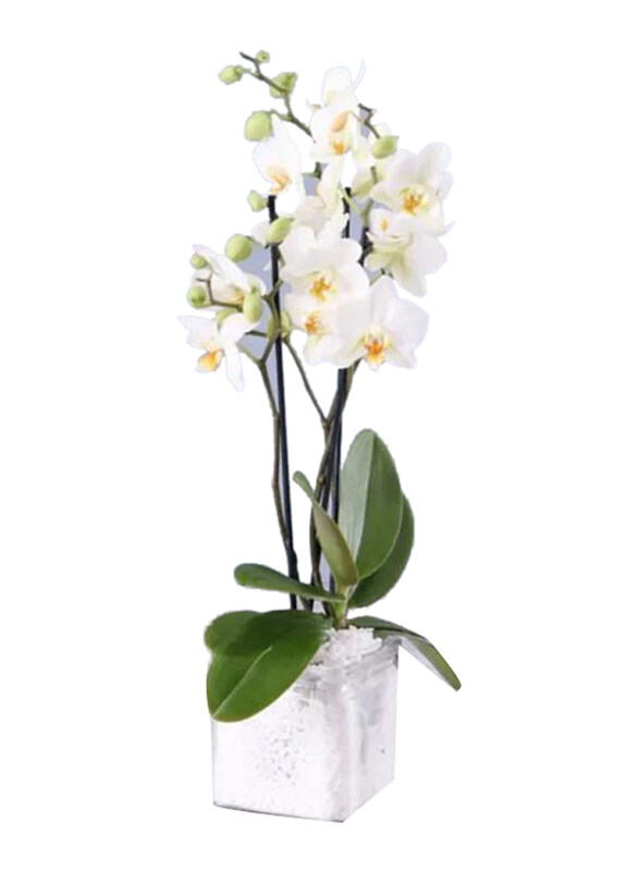

Generic Twin Stem Orchid Plant in Square Vase, White