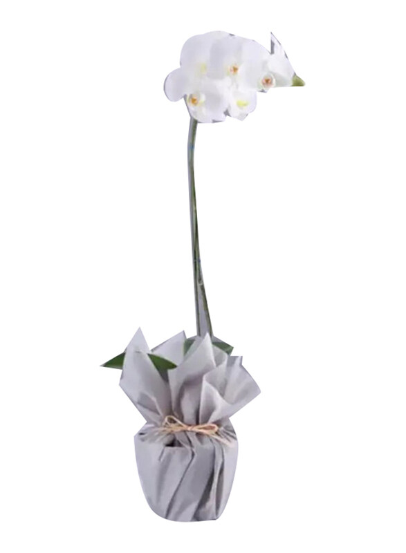 

Generic Orchid Plant in Grey Wrapping, White