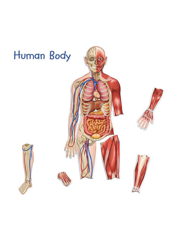 Learning Resources Double-Sided Magnetic Human Body 3Ft 17Pcs, Ages 5+
