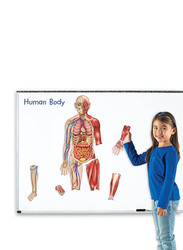 Learning Resources Double-Sided Magnetic Human Body 3Ft 17Pcs, Ages 5+