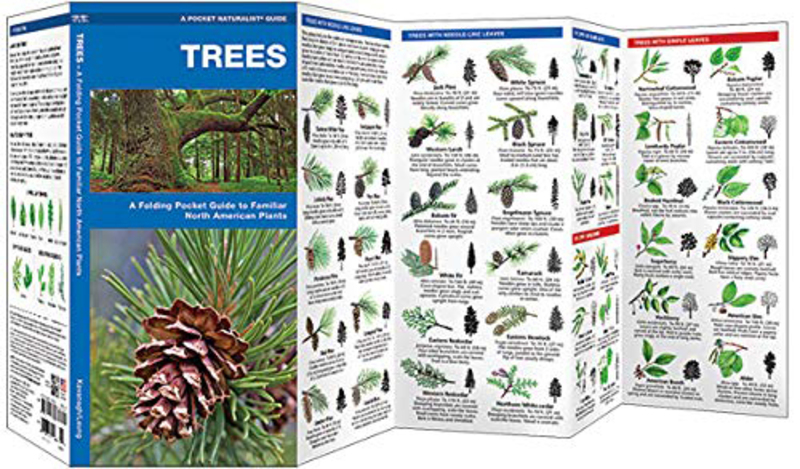 Trees: A Folding Pocket Guide to Familiar North American Plants (Wildlife and Nature Identification), Pamphlet Book, By: James Kavanagh Waterford Press, Leung Raymond Leung Raymond