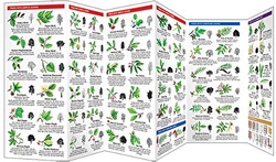 Trees: A Folding Pocket Guide to Familiar North American Plants (Wildlife and Nature Identification), Pamphlet Book, By: James Kavanagh Waterford Press, Leung Raymond Leung Raymond