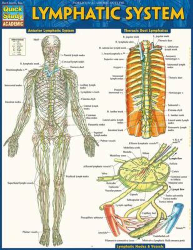 

Lymphatic System