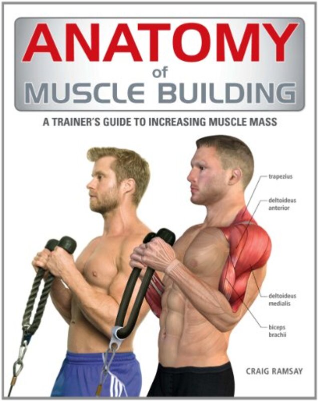 Anatomy of Muscle Building by Craig Ramsay Paperback