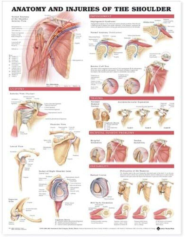 

Anatomy And Injuries Of The Shoulder Anatomical Chart by Anatomical Chart Company Paperback