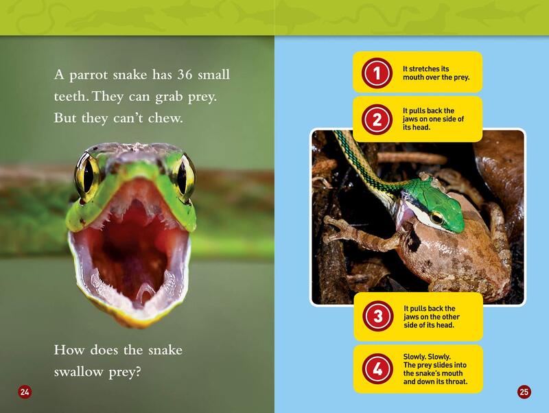 National Geographic Kids Readers: Predator Face-off (Level 1 ), Paperback Book, By: Melissa Stewart