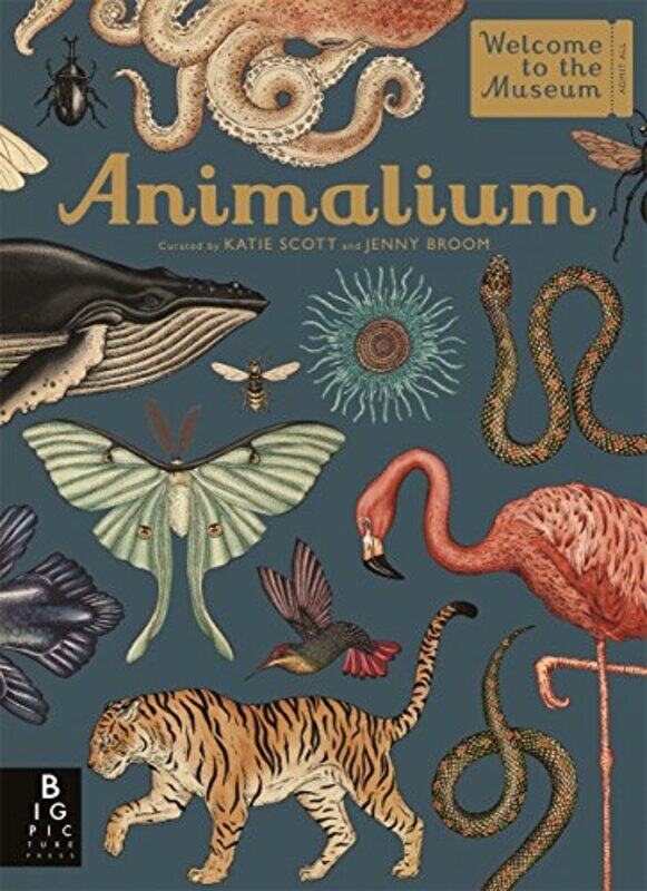 

Animalium by Philip University of Groningen the Netherlands McCannAttila University of Pecs Hungary Varga-Hardcover