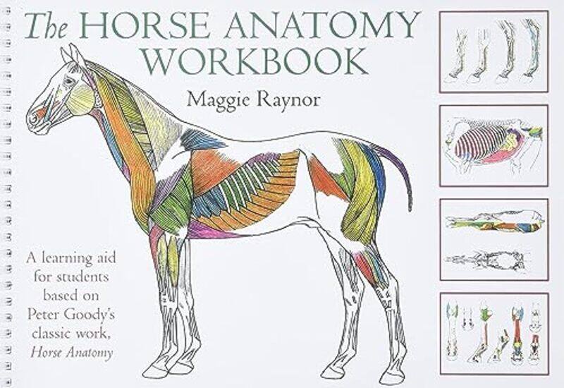 

Horse Anatomy Workbook , Paperback by Raynor, Maggie