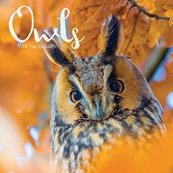 Owls Mini by  Carousel Calendars Paperback