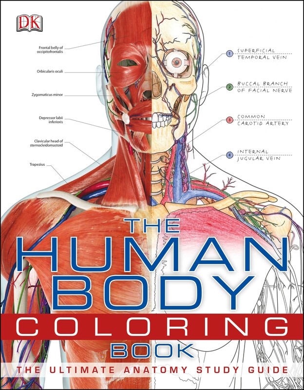 

Human Body Coloring Book, Paperback Book, By: DK