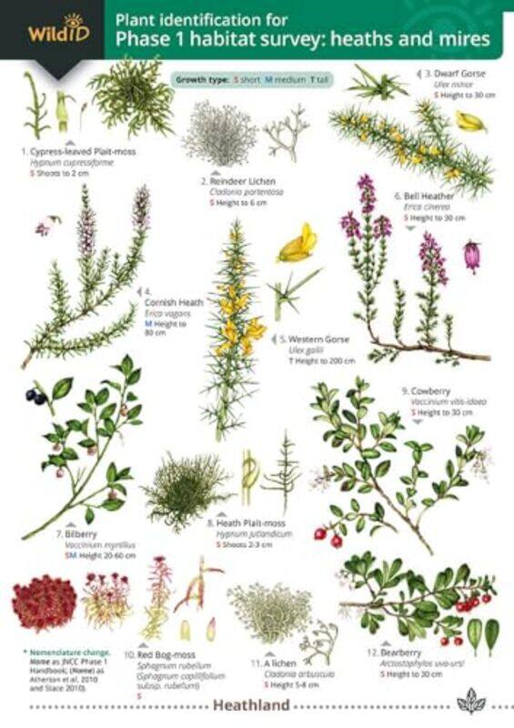 

Plant identification for Phase 1 habitat survey heaths and meres by Hilary WallaceMark Duffell-Paperback