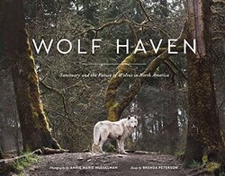 Wolf Haven: Sanctuary and the Future of Wolves in North America , Hardcover by Musselman, Annie Marie - Peterson, Brenda