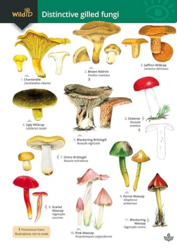 

Distinctive gilled fungi by Geoffrey KibbyStephen DockerRebecca Farley-BrownGeoffrey Kibby-Paperback