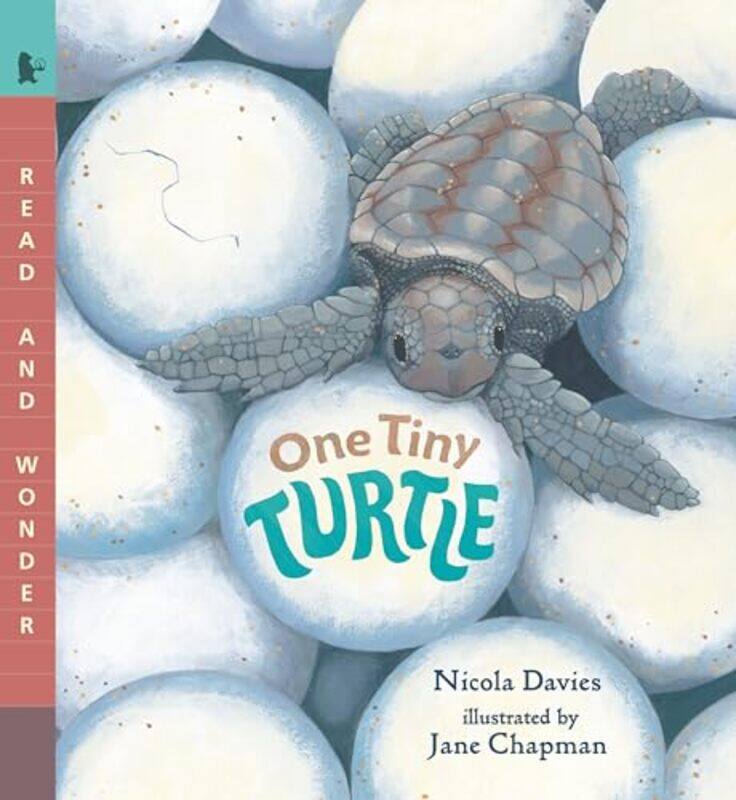 

One Tiny Turtle By Davies Nicola - Paperback